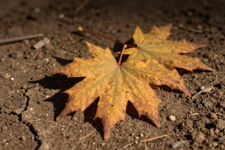 How to Save a Heat-Stressed Plant Before It’s Too Late